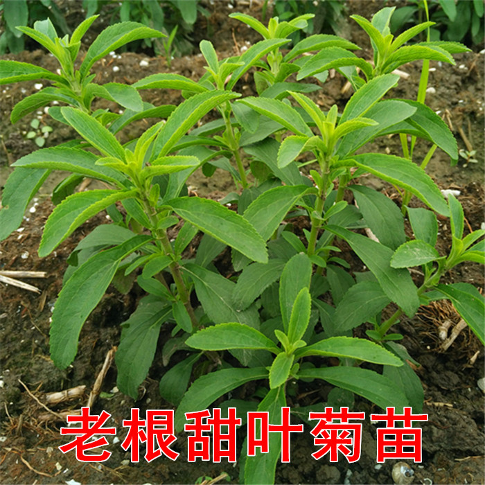 阳台盆栽甜叶菊苗 甜叶菊幼苗 甜叶菊种苗