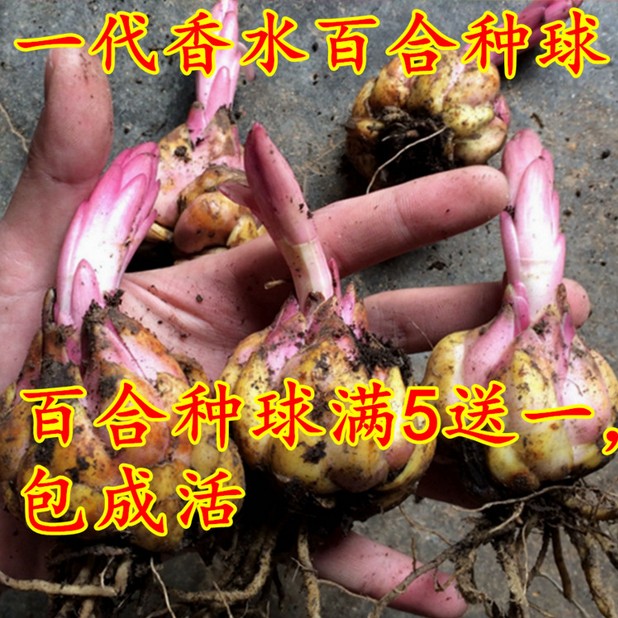 进口盆栽花卉多肉绿植香水百合花种球 带芽香水百合种球批发包邮