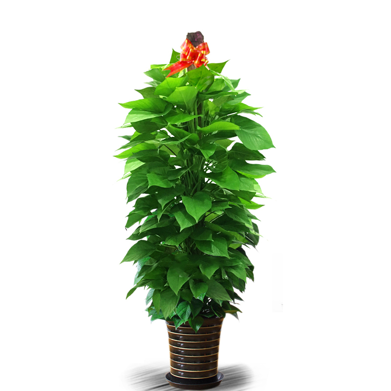 ݴڿȩҶֲֲ