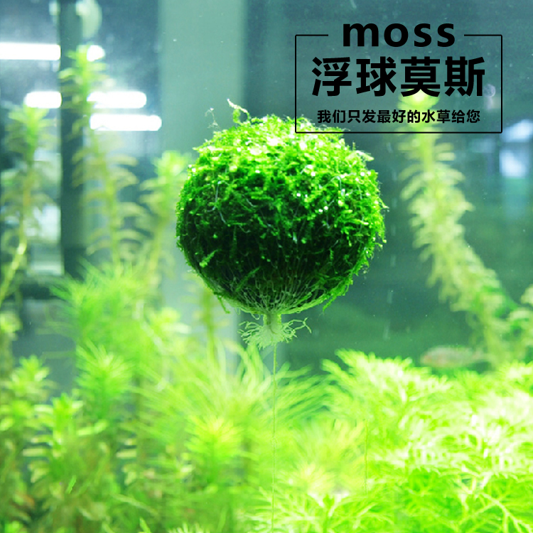 莫斯 浮球莫斯水草 浮萍草 moss摩斯浮球 草缸虾缸造景水草