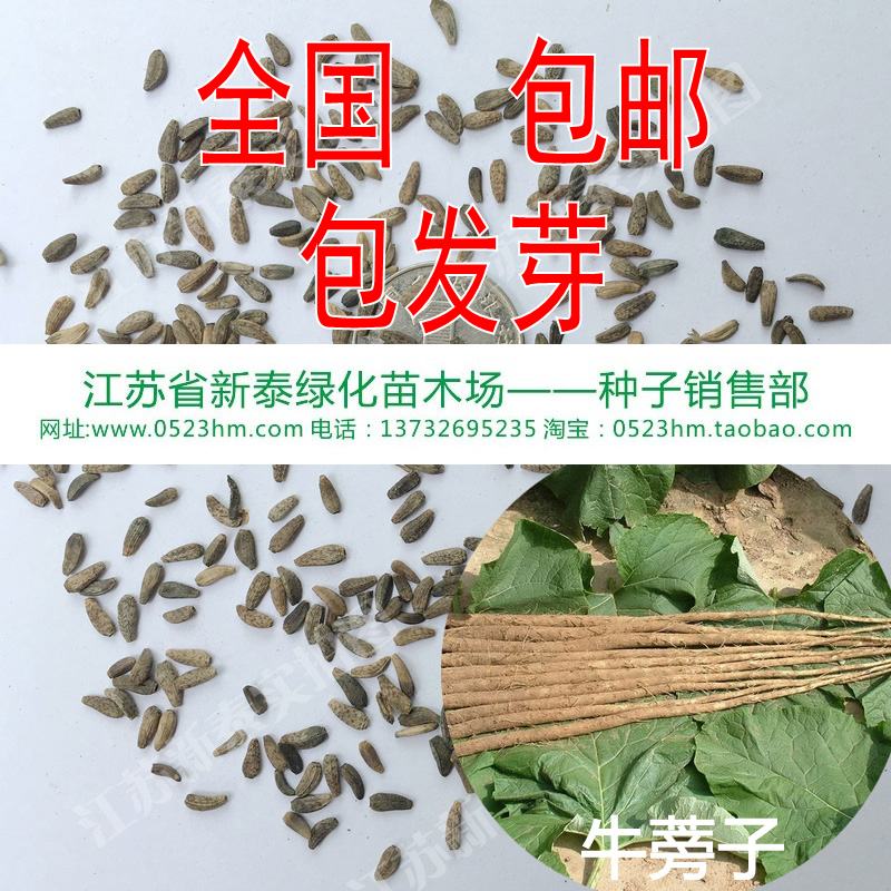 牛蒡子种子批发 大力子 恶实 牛蒡恶实 东洋参 东洋牛鞭菜牛蒡根