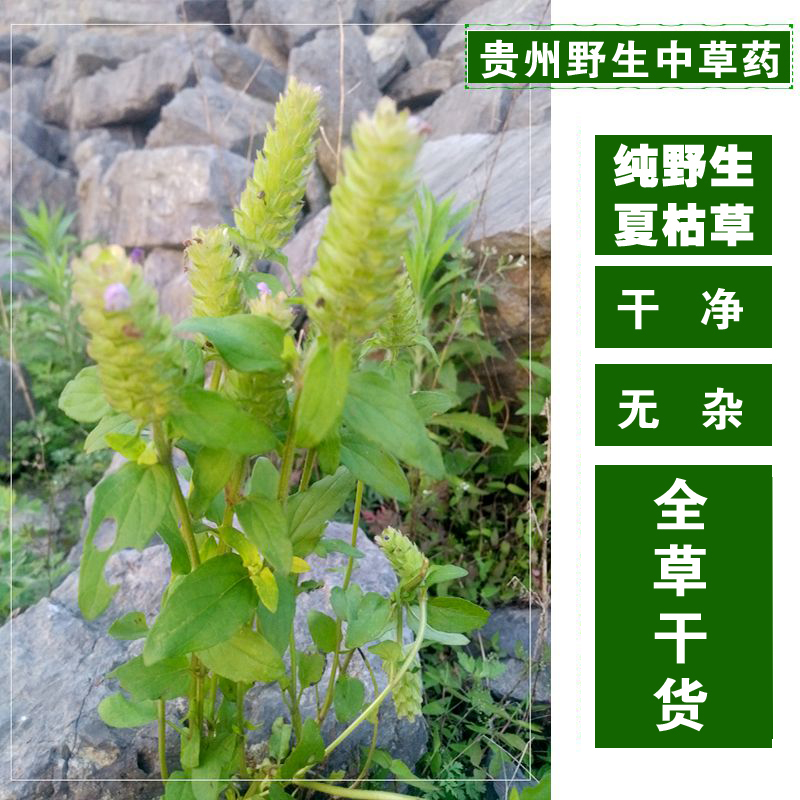 贵州中药材 纯野生夏枯草 夏枯草凉茶 夏枯球 棒槌草500g现货包邮