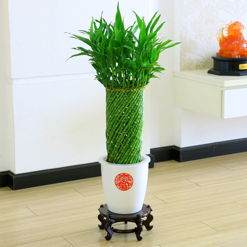 带根编织富贵竹转运竹水培植物室内办公室小盆景花卉客厅竹子盆栽