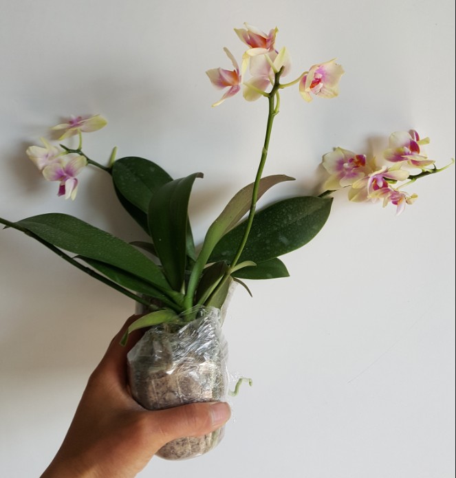 植物盆栽 蝴蝶兰花苗 带花苞 特级带花剑带花大苗开花水苔植物