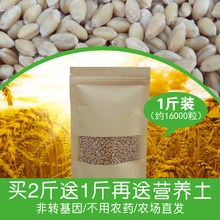 土培水培天然种子 小麦草种子1斤 免邮 非转基因种子 猫草种子500g