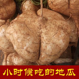 四川凉薯 地瓜儿 白地瓜土瓜 500g地梨儿地萝卜豆薯沙葛