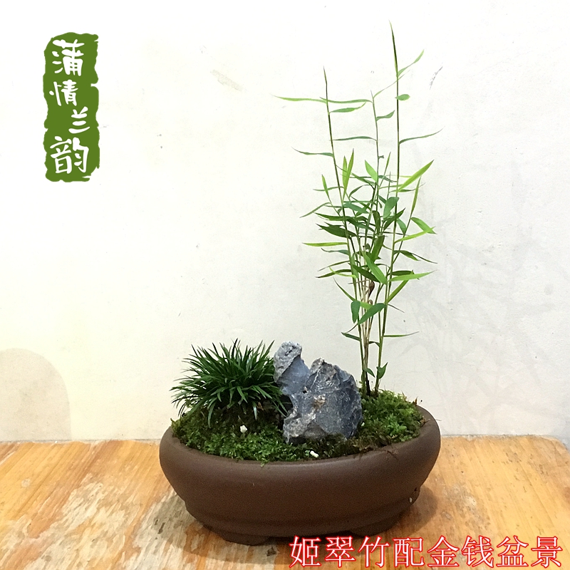 日本姬翠竹 绿植盆栽花卉植物室内办公室茶桌盆景卫星