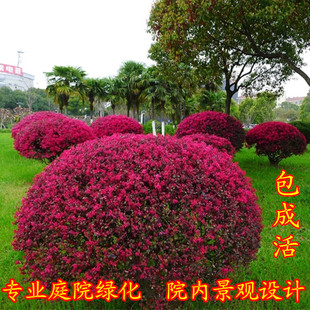 观赏树苗红花继木球庭院绿化苗木四季常青盆栽花卉绿篱色块工程苗