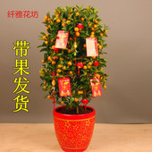 四季结果盆栽果树苗金橘子苗桔子苗盆景柑桔柠檬佛手金桔苗树苗