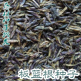 【板蓝根种子】中药材板蓝根种子批 发 大青叶种子 纯新正品保证