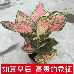 吉祥如意皇后彩叶粗肋草盆栽火红年青室内花卉观叶植物净化空气