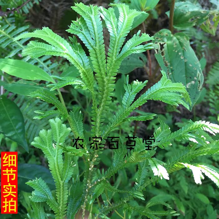 野生石上柏 深绿卷柏 地侧柏 梭罗草 地梭罗 金龙草 龙鳞草地柏杖