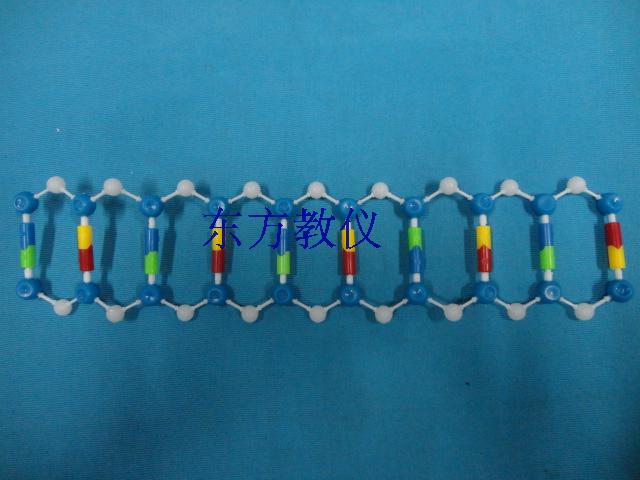 dna双螺旋结构模型组件生物模型教学仪器实验器材