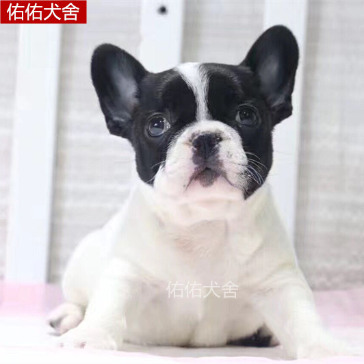 家养法国斗牛犬幼犬黑白花海盗眼法牛法斗小型犬活体宠物小狗狗崽