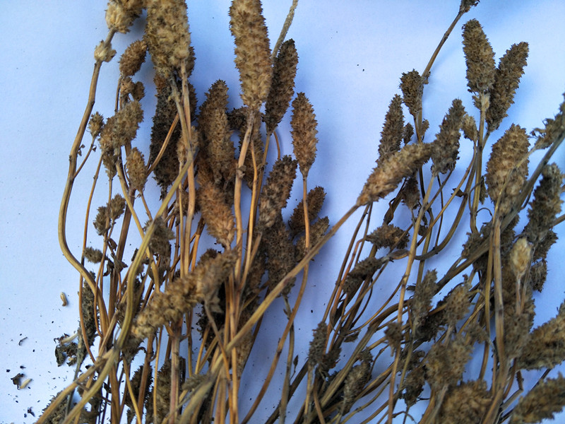 贵州特产毕节野生干木姜花 纳雍野狗芝麻野草香酸汤饭香料20朵/份