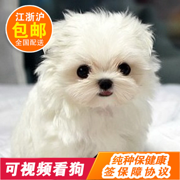 马尔济斯幼犬纯种小体雪白茶杯犬迷你幼犬狗狗马尔济斯狗35