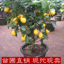 柠檬苗香水柠檬四季结果 柠檬树苗 包邮 盆栽带花带果 盆栽柠檬