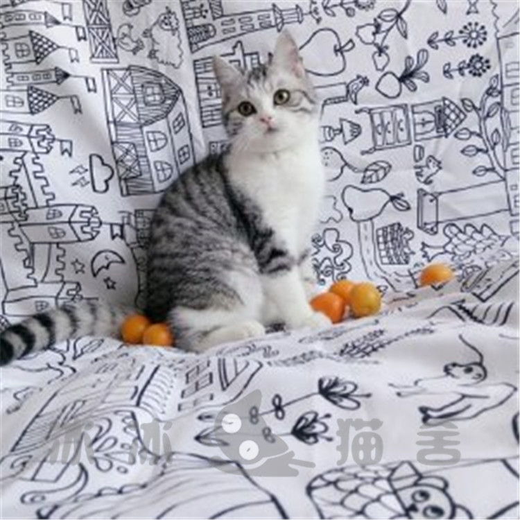美短猫幼猫纯种美短加白起司猫活体五粉鱼骨纹美国短毛猫家养出售