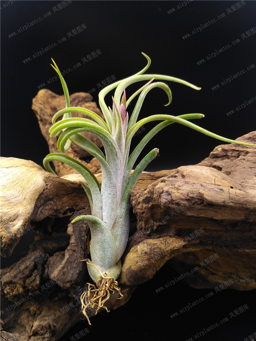 空气凤梨 红女王精灵 t. ionantha x paucifolia 美国国际品种