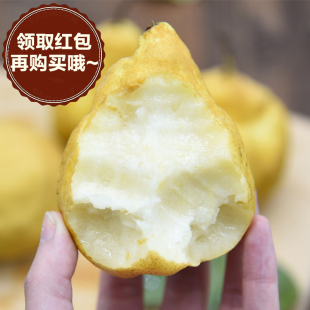 太婆梨莱阳梨啤梨大头梨新鲜梨子水果5斤 烟台丑梨