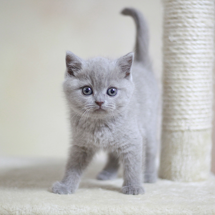 家养纯种英国短毛猫英短丁香色蓝猫浅紫色 宠物猫咪幼