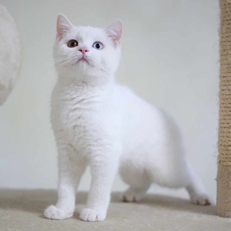 家养纯种英国短毛猫异瞳鸳鸯眼英短纯白宠物猫咪活体 可爱萌宠