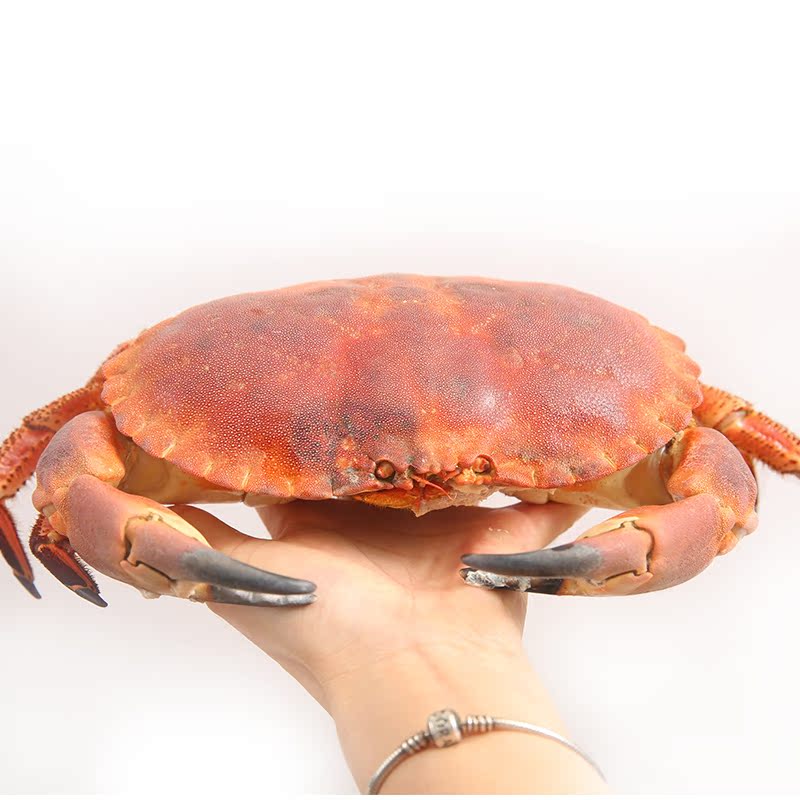 味库英国熟冻黄金蟹面包蟹600g-800g珍宝蟹螃蟹海鲜水产 顺丰包邮