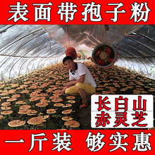 表面有灵芝孢子粉 赤灵芝紫 带粉灵芝 长白山灵芝500克 天天特价