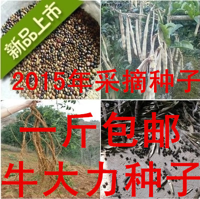 出售牛大力苗牛大力种子牛大力小苗牛大力海五1号W1盆栽各种规格