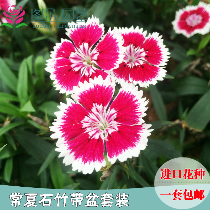 美国石竹种子 常夏石竹五彩石竹四季播易活种植花籽庭院盆栽包邮