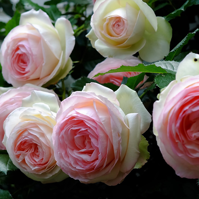 虹越园艺家爬藤本月季 粉龙 龙沙宝石1.5年嫁接6L花卉盆栽苗包邮