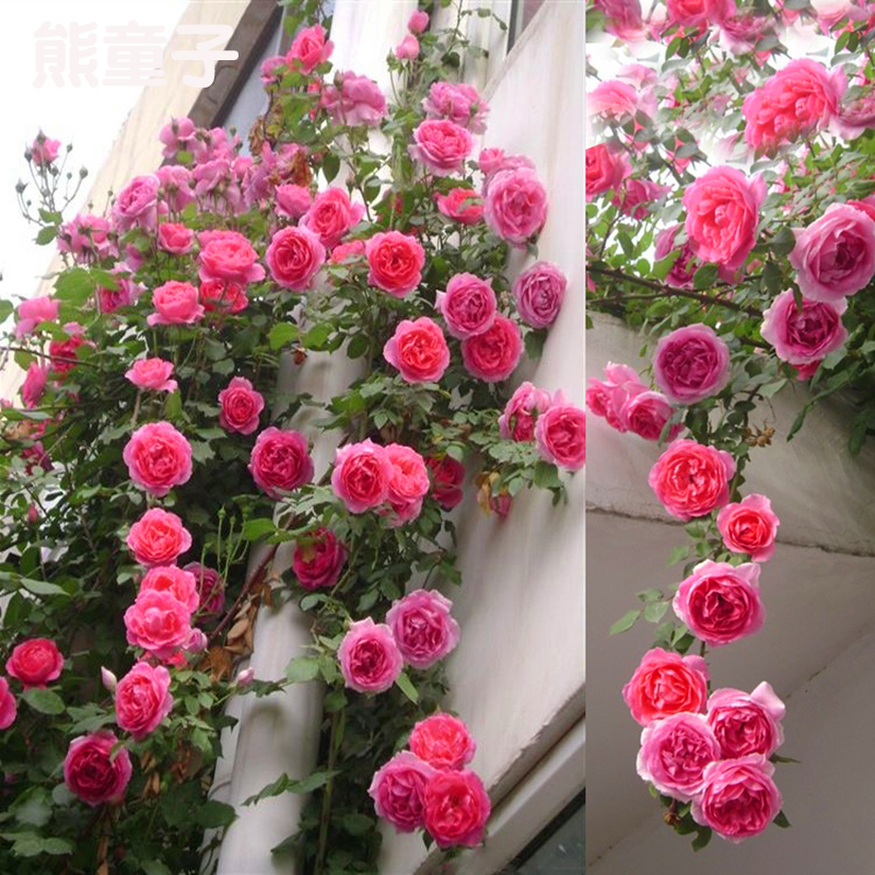 蔷薇花苗盆栽花卉植物阳台庭院藤本月季花苗爬藤玫瑰1.5米长藤苗