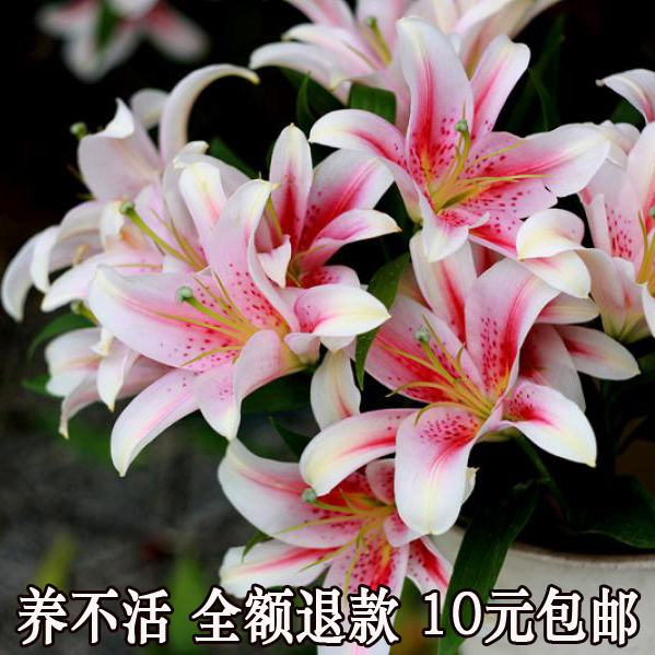带芽发货香水百合花种子球根花卉植物盆栽绿植麝香百合种球包成活