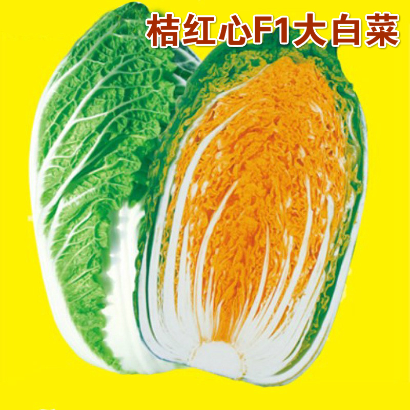 蔬菜种子春秋播津青麻叶山东大白菜种子德高包心大白菜红心娃娃菜