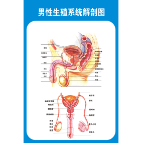 医院男性泌尿生殖器解剖知识挂图画 男性泌尿生殖系统解剖学挂图