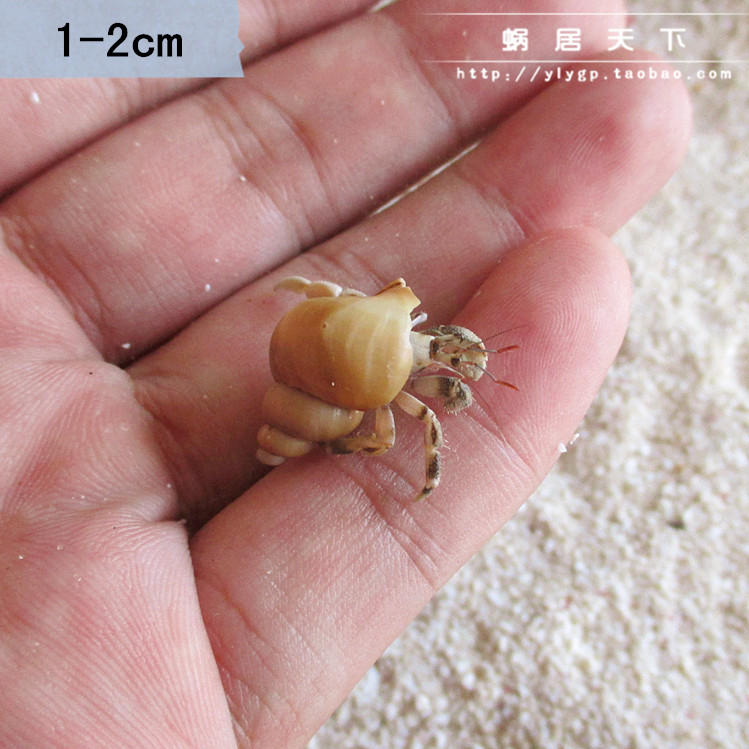 1-2cm寄居蟹陆地生淡水活体迷你观赏小螃蟹桌面微宠物 包活买3送1