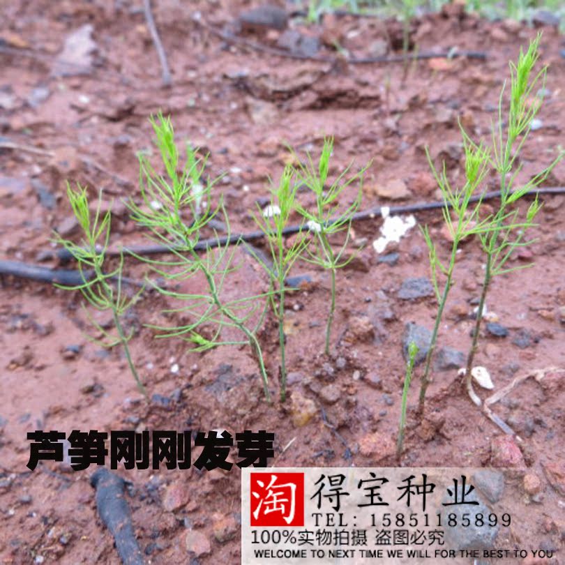 芦笋种子 菜园阳台盆栽龙须菜籽 农家芦笋石刁柏种子可以多年采收