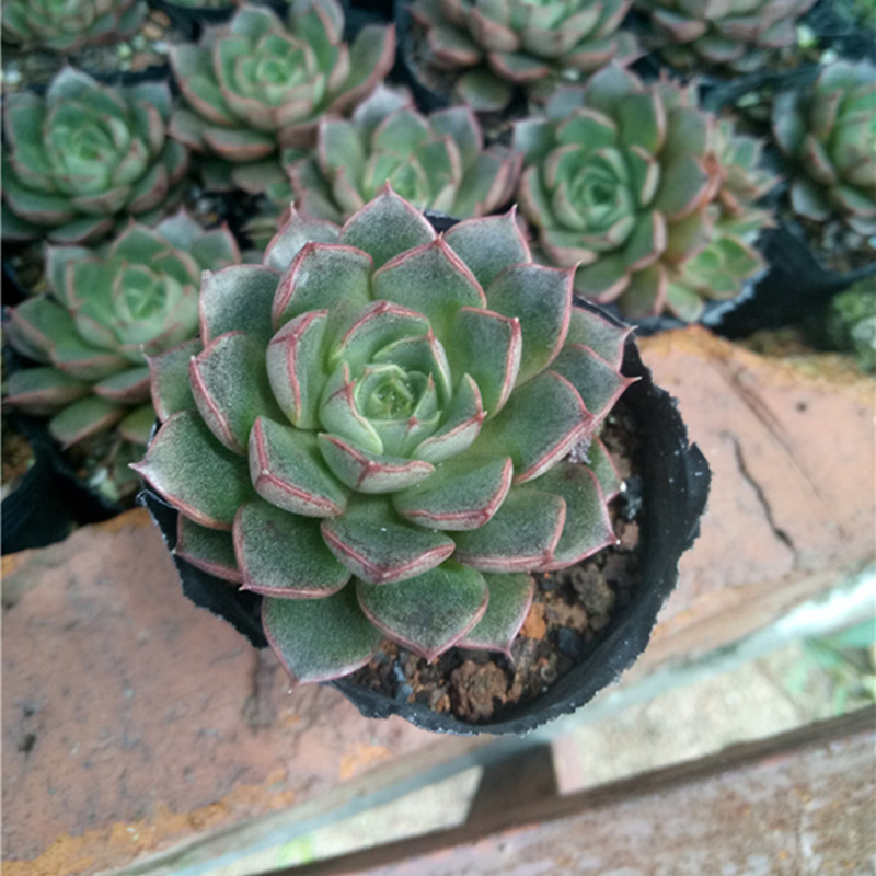 正品[水木社区 二手房]水木社区二手房交流评测