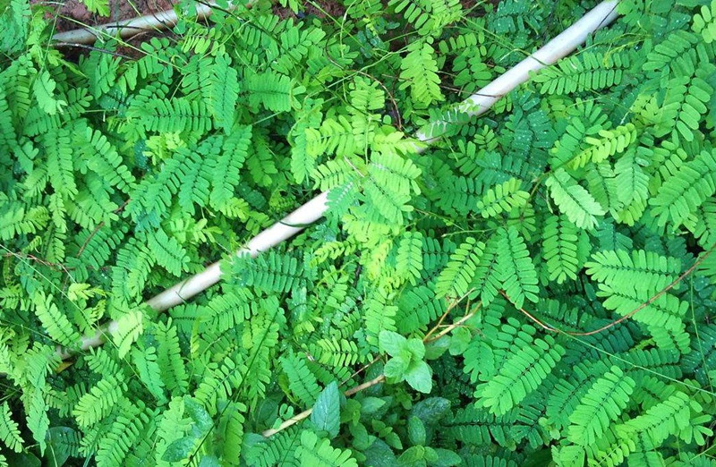 客家特产鸡骨草 野生 鸡骨草 黄草相思藤 陆河特产煲汤料10份包邮