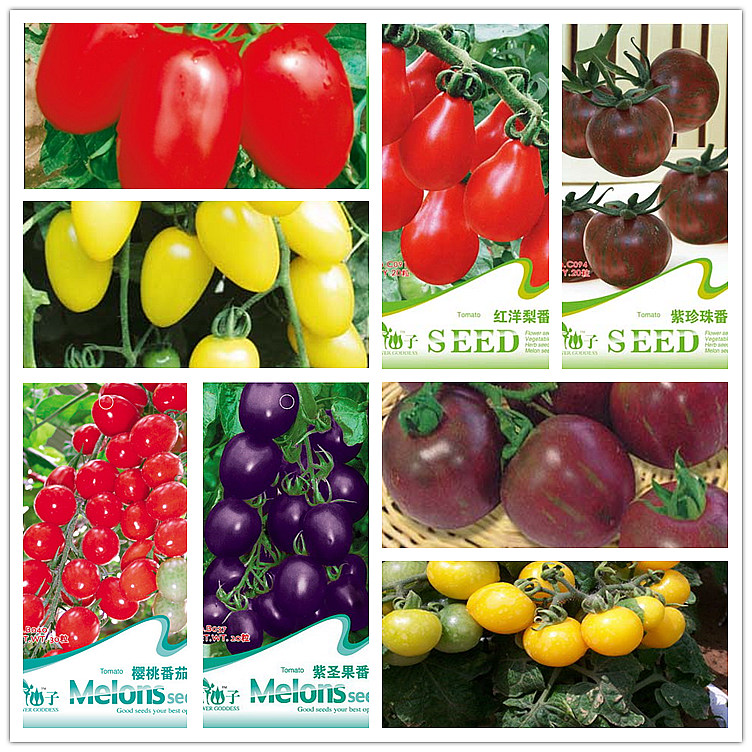 蔬菜种子 稀有品种番茄西红柿种子红圣女2.5元一包