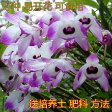 比云南铁皮霍山好种 贵州赤水金钗石斛苗野生兰花种苗盆栽 包邮