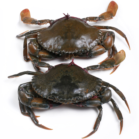 【死蟹包退】鲜活海鲜超大肉蟹 孟加拉大螃蟹 大青蟹1.3-1.5斤/只
