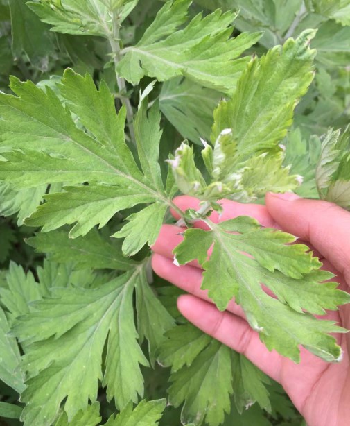 新鲜艾草艾叶生艾绒草叶艾粄生青团子 洗澡泡脚五月艾种根包活