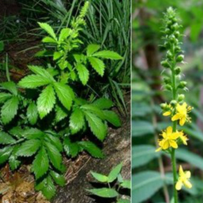 野生药材新鲜仙鹤草/脱力草/龙牙草/子母草现采500克