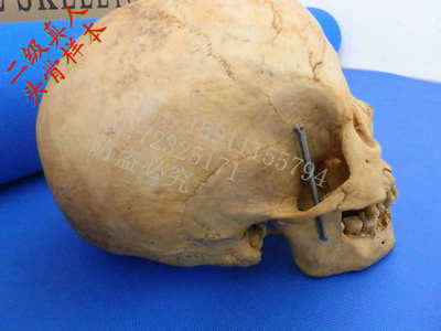 真人头骨模型 真人头颅骨标本模型 真人骷髅模型 西藏天灵盖