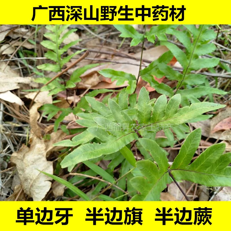 野生单边牙半边莲半边凤尾草半边蕨风药凤凰尾巴草半边旗500g