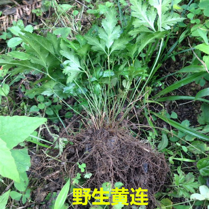 深山泻火去痘痘湿热黄疸舌红苔黄莲 野生黄连苗中药材盆栽种苗