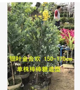 珍珠相思树庭院观叶植物 棒棒糖型 银叶金合欢 叶子色泽同尤加利