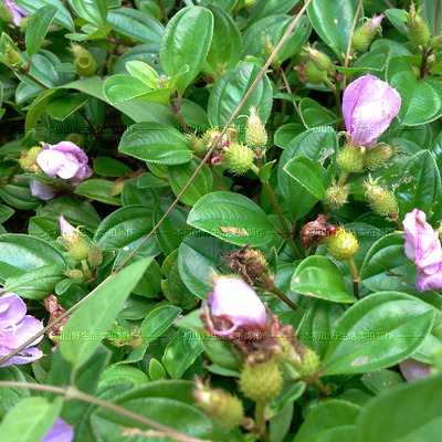 福建 宁德野生野果地念苗地稔桃金娘地菍地石榴茄子野牡丹园林绿化地表植被怎么样\/哪里买\/哪种好