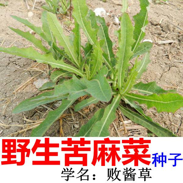 东北山野菜种子 中老年保健营养特菜 药用养生野生蔬菜籽盆栽食疗